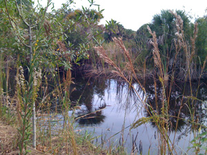 Merritt Is. Nat'l Wildlife Refuge