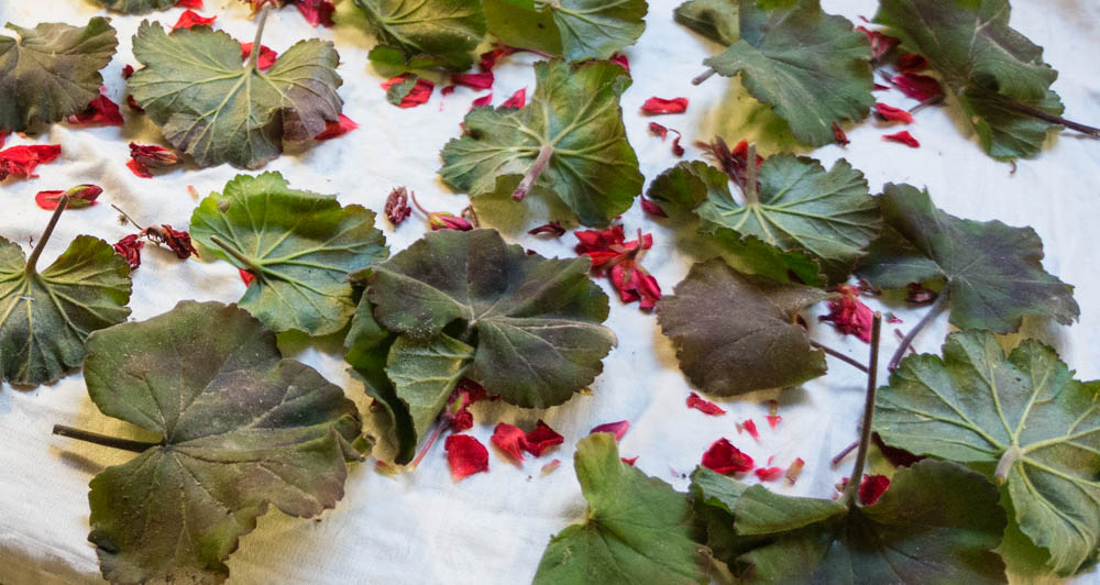 geraniums on linen