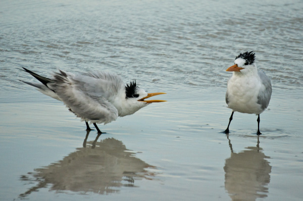 birds on Marco Island, Florida