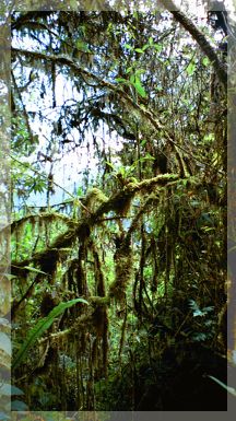 mosses and epiphytes